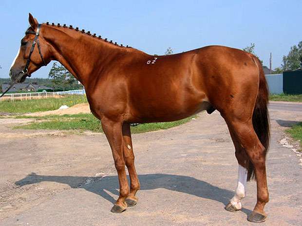 Кустанайская лошадь, костанайская лошадь, фото фотография