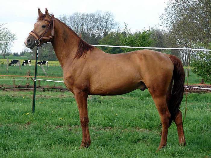 Кушумская лошадь, фото фотография