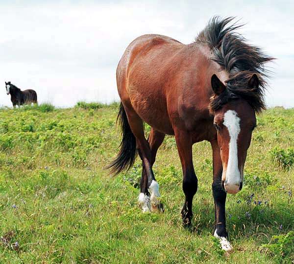 Ланди пони, фото фотография лошади