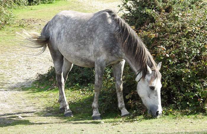 Нью-Форест пони, фото фотография лошади