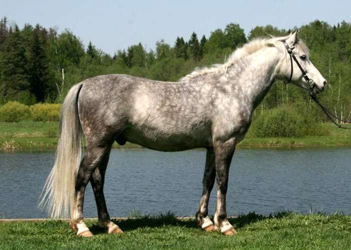 Локайская лошадь, фото фотография