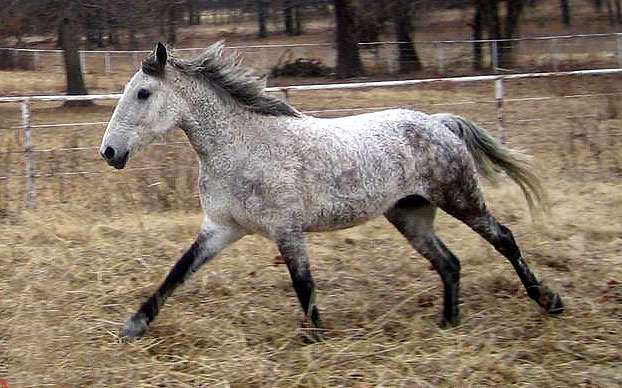 Локайская лошадь, фото фотография