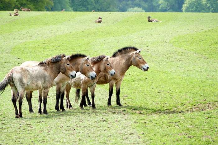 Лошадь Пржевальского (Equus przewalskii caballus), фото фотография