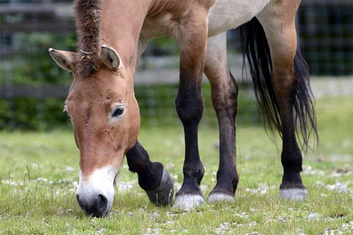 Лошадь Пржевальского (Equus przewalskii caballus), фото фотография