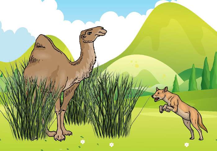 Верблюд ест побеги сахарного тростника, рисунок иллюстрация