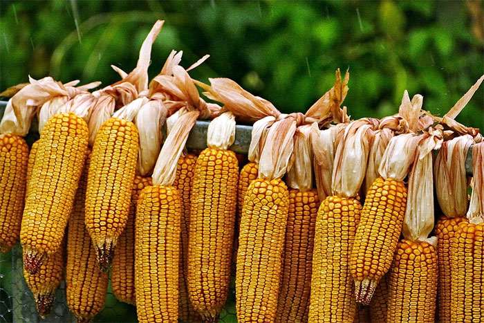 Початки кукурузы, фото фотография растения