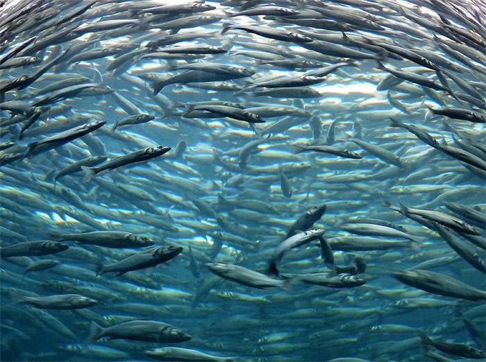 Атлантическая сардина (Sardina pilchardus), фото фотография рыбы