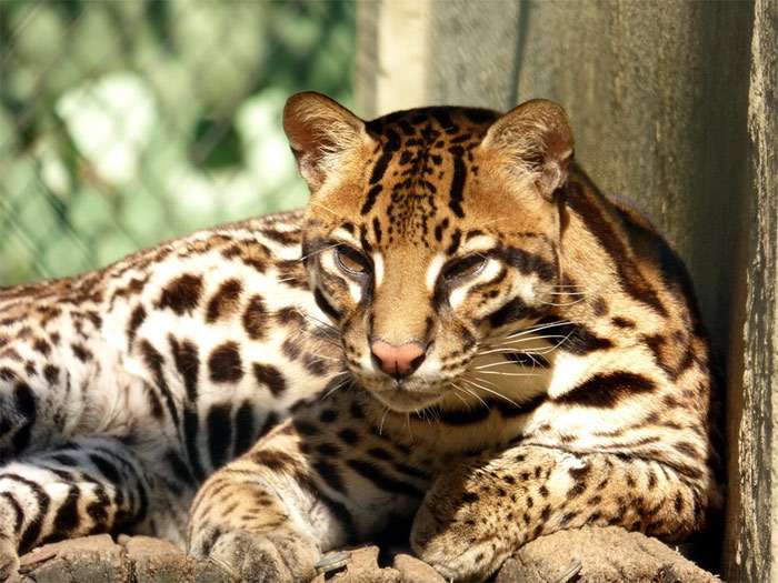 Оцелот (Leopardus pardalis), фото фотография дикие кошки