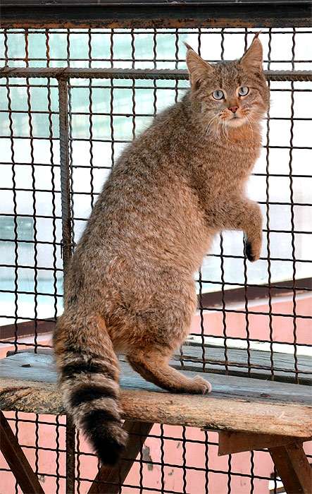 Гобийская, или китайская кошка (Felis bieti), фото фотография дикие кошки