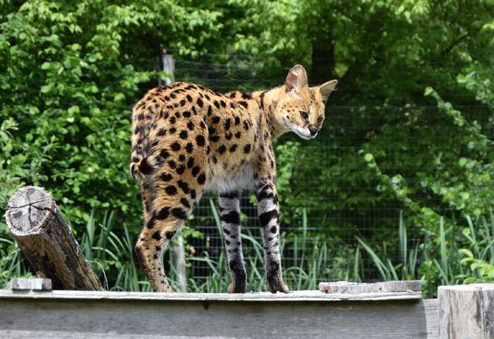 Кустарниковая кошка или сервал (Leptailurus serval), фото фотография дикие кошки