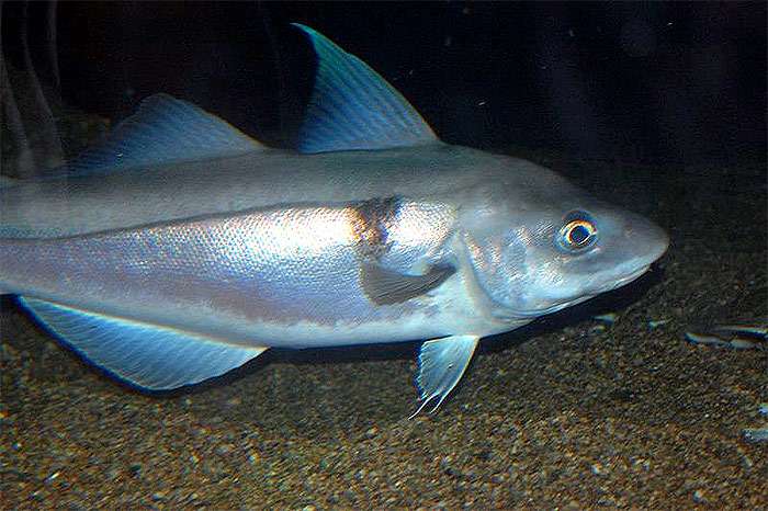 Пикша (Melanogrammus aeglefinus), фото фотография рыба