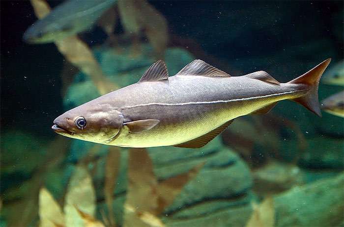 Сайда (Pollachius virens), фото фотография рыба