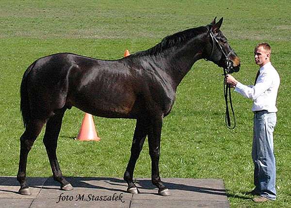 Малопольская лошадь, фото фотография