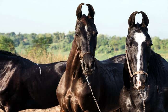Марвари (фото), марварская лошадь, порода лошадей история выведенияселекция военная лошадь Индии, экстерьер легенды характер темперамент, ростмасть окрас, породы лошадей кони