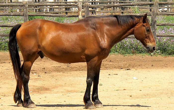 Мареммано, фото фотография лошадь