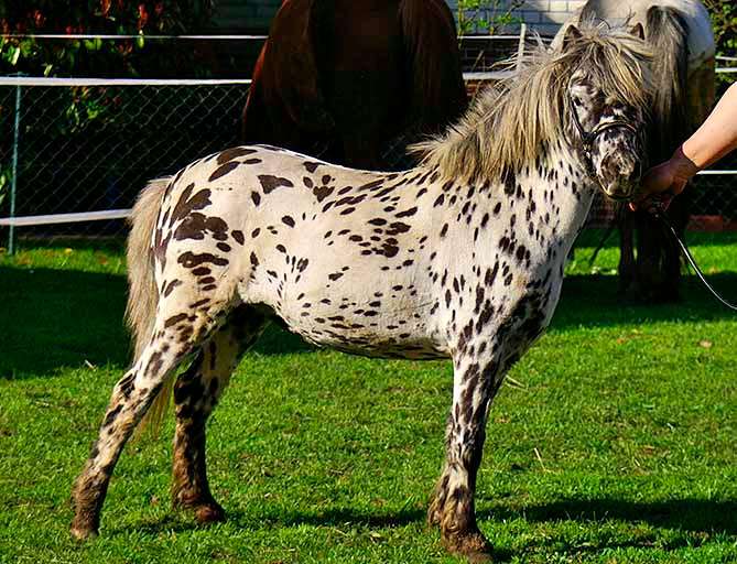 Мини аппалуза, фото фотография лошадь
