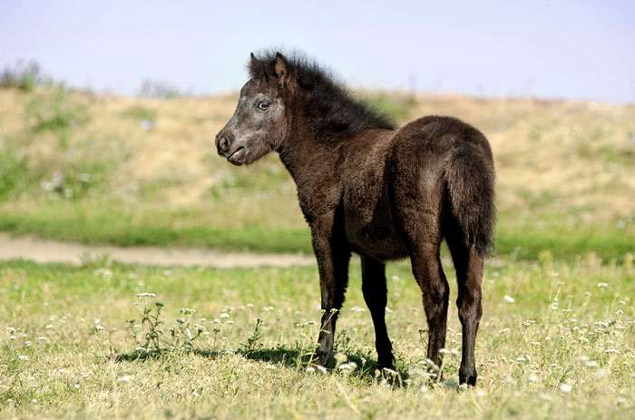 Американская миниатюрная лошадь жеребенок, фото фотография