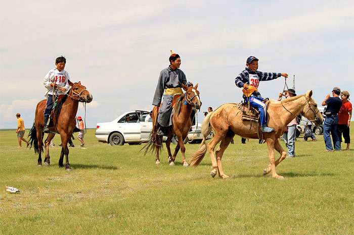 Монгольская лошадь, фото фотография