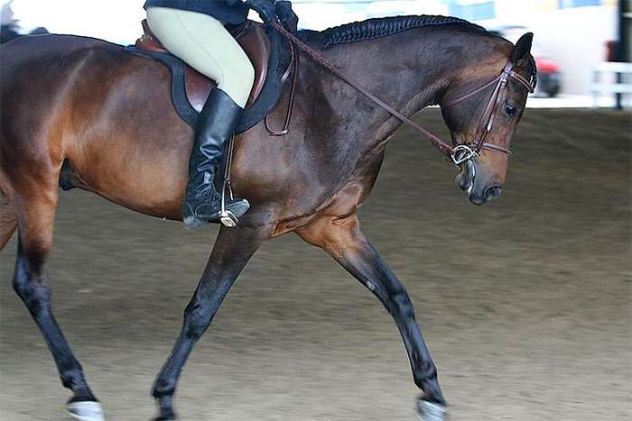 Мораб, фото фотография лошади