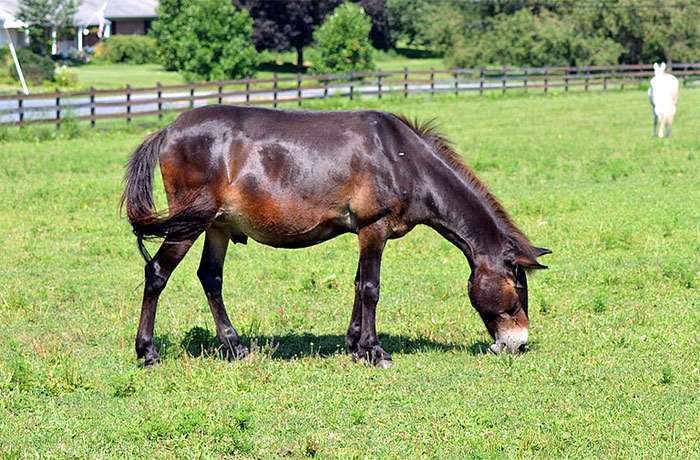 Мул (Equus asinus x Equus caballus), фото фотография лошади