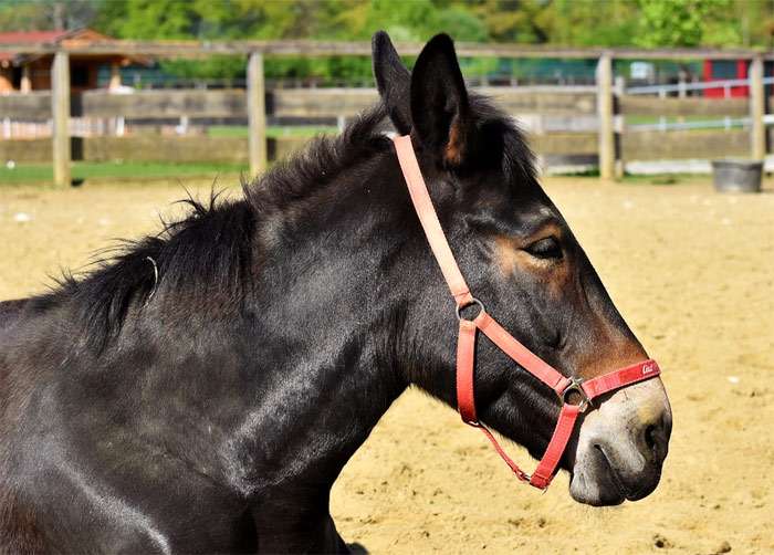 Мул (Equus asinus x Equus caballus), фото фотография лошади