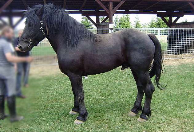 Муракози, или медимурская лошадь, фото фотография
