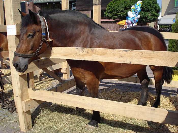 Муракози, или медимурская лошадь, фото фотография