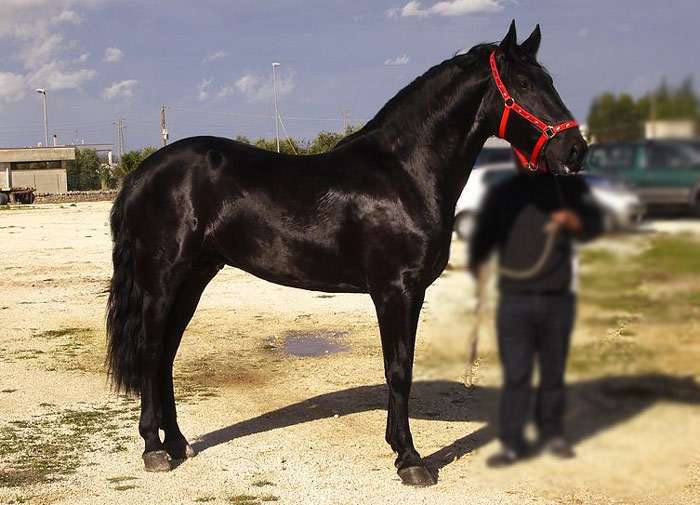Мургес, фото фотография лошадь