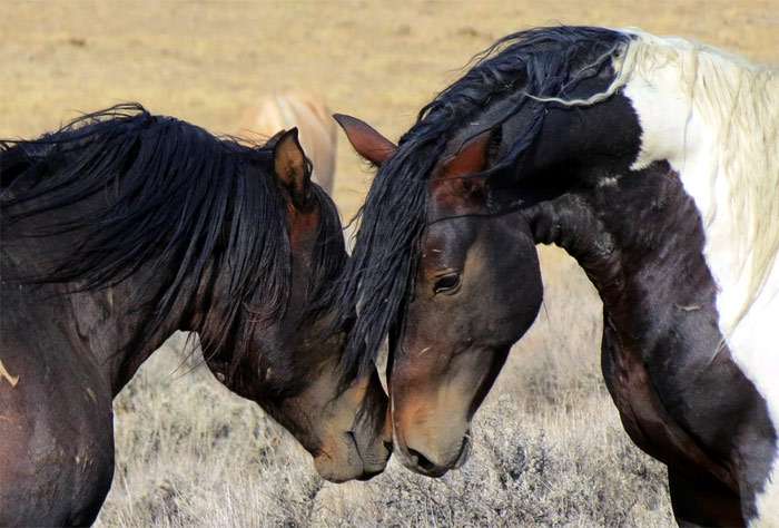 Мустанг (фото) порода диких лошадей (мустанги) Северной Америки, колонистыиндейцы использование мустангов охрана экстерьер рост масть окрасчисленность, породы лошадей кони