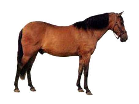 Нигерийский пони, бхирумский пони, рисунок картинка
