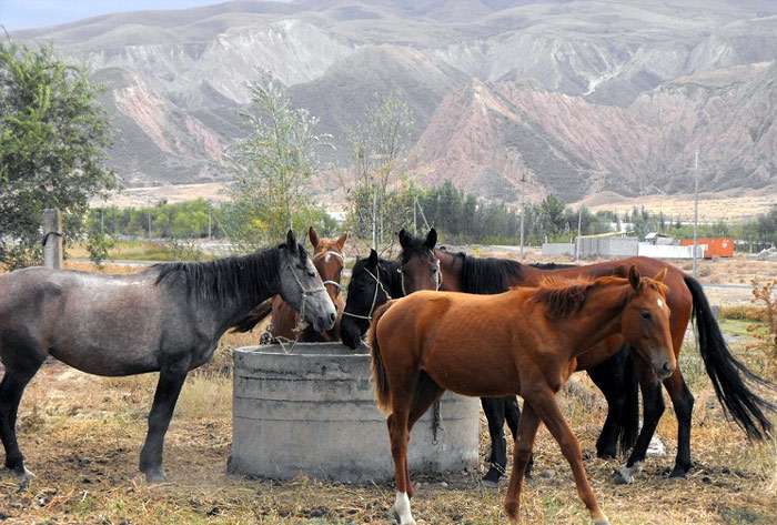 Новокиргизская лошадь (фото) порода лошадей, выведение сила размерформирование табунов условия обитания содержание использование экстерьерсложение рост вес промеры масть окрас, породы лошадей