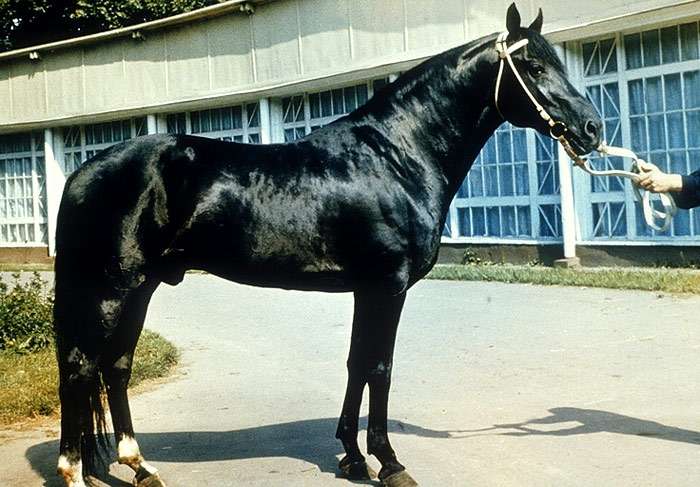 Новокиргизская лошадь (фото) порода лошадей, выведение сила размерформирование табунов условия обитания содержание использование экстерьерсложение рост вес промеры масть окрас, породы лошадей