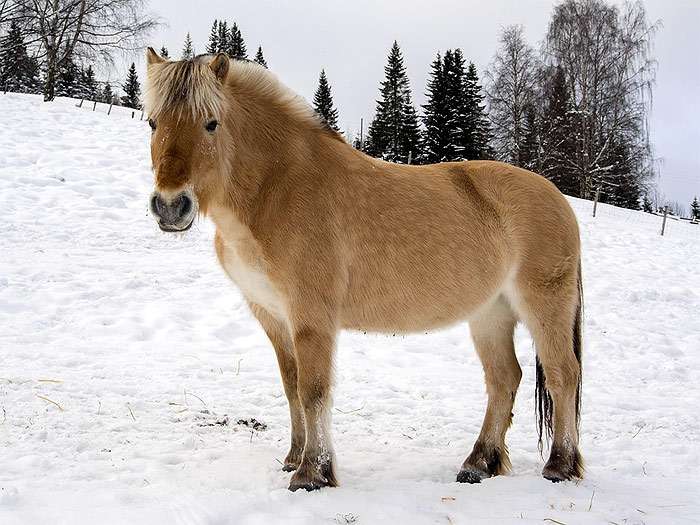 Норвежский фьорд, фиордская лошадь, фото фотография