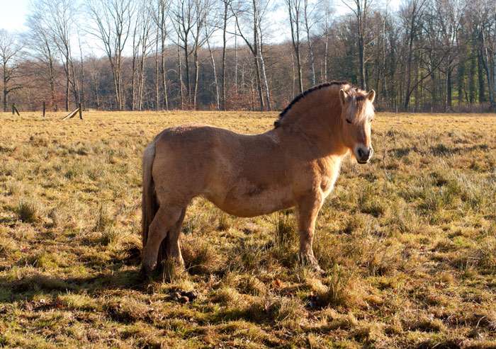 Норвежский фьорд, фиордская лошадь, фото фотография