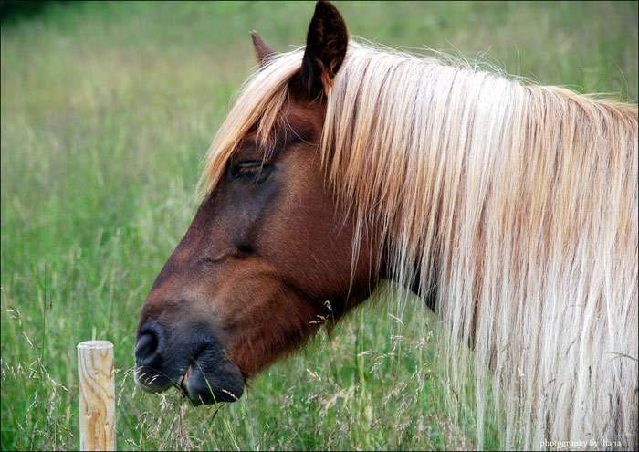 Нортлэндская лошадь, фото фотография