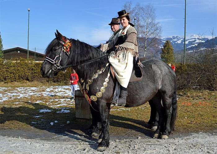Норикийская лошадь, норикер, пинцгауская лошадь, фото фотография