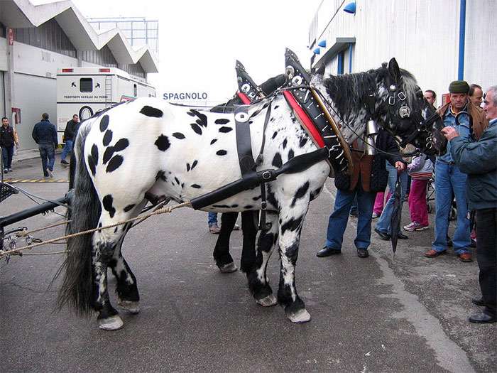 Норикийская лошадь, норикер, пинцгауская лошадь, фото фотография