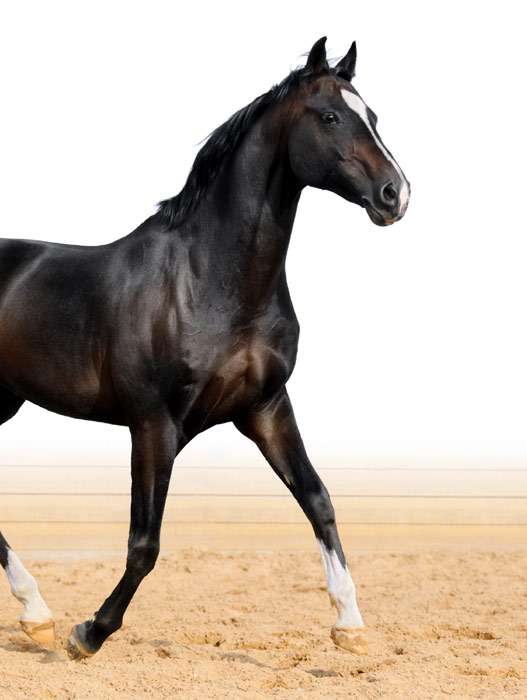 Ольденбургская лошадь, фото фотография