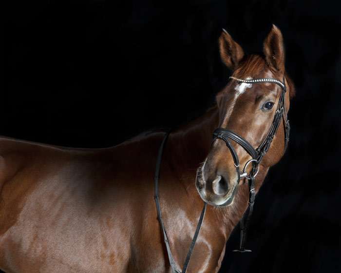 Ольденбургская лошадь (фото), порода лошадей, разведение историяиспользование скрещивание, рост размер окрас масть телосложениепопулярность конный спорт, породы лошадей кони