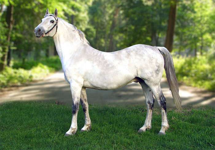 Орловская рысистая лошадь, фото фотография