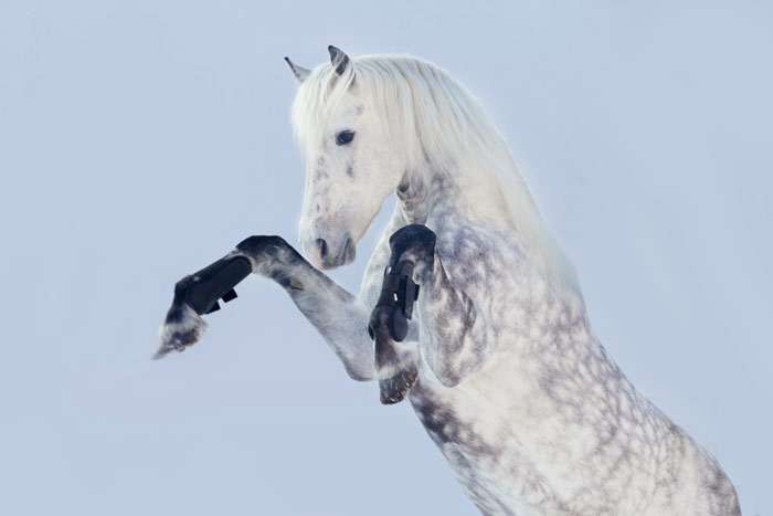 Орловский рысак, орловская рысистая лошадь, фото фотография