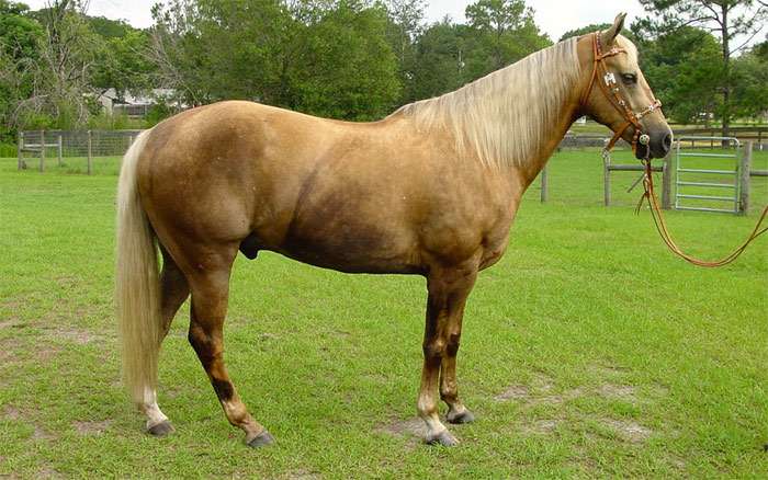 Паломино, фото фотография лошади