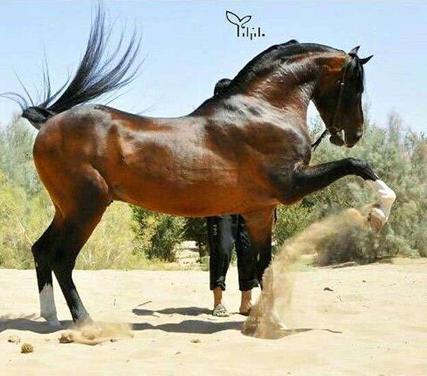 Персидский араб, асиль, фото фотография лошади
