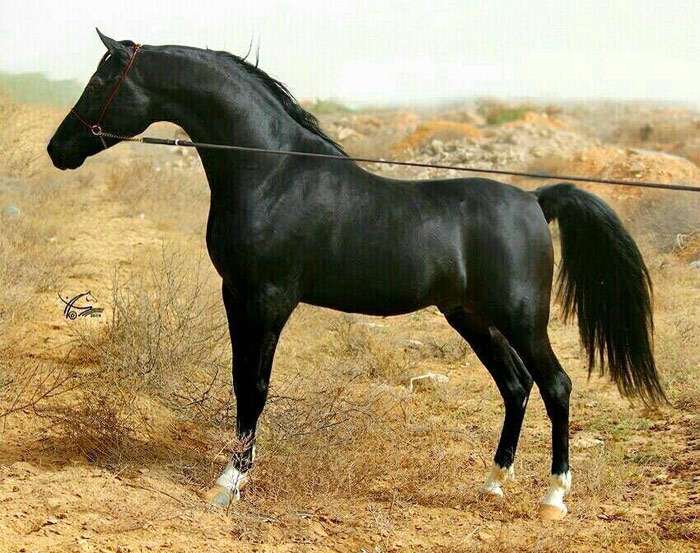 Персидский араб, асиль, фото фотография лошади