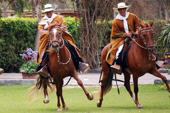Перуанский пасо, фото фотография лошадь