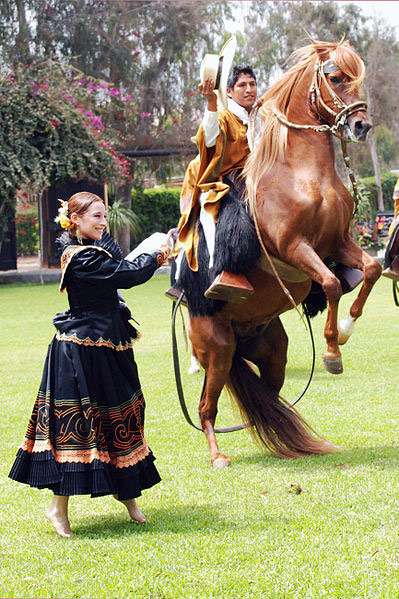 Перуанский пасо, фото фотография лошадь