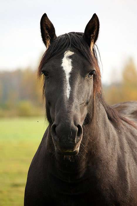 Першеронская лошадь, першерон, фото фотография