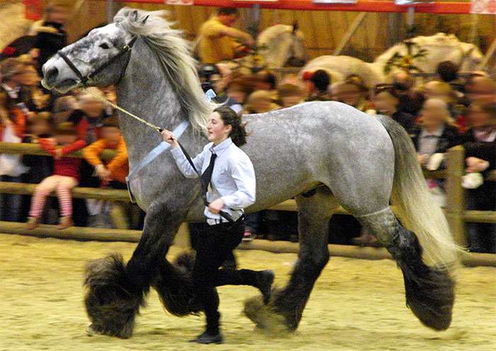 Пуату, пуатусская лошадь, фото фотография