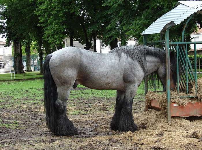Пуату, пуатусская лошадь, фото фотография