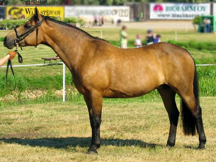 Коннемарский пони, коннемара, фото фотография лошади